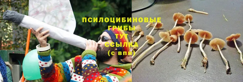 Псилоцибиновые грибы MAGIC MUSHROOMS  Муром 